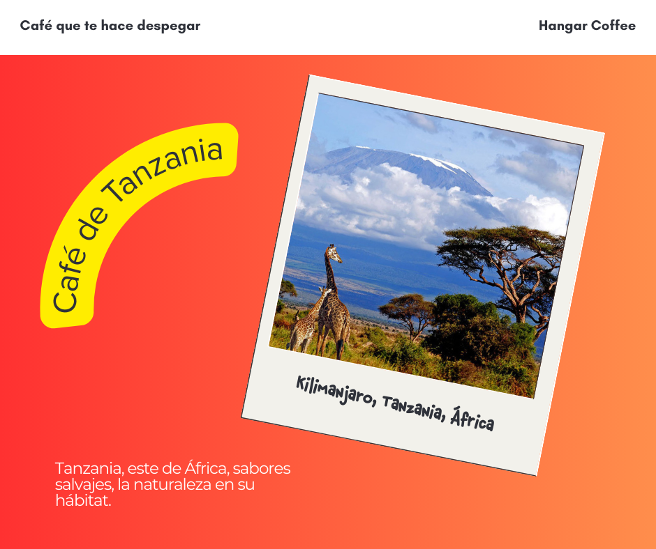 Hangar Coffee – Café de Tanzania - Clasificación AA - Cereza negra y vainilla